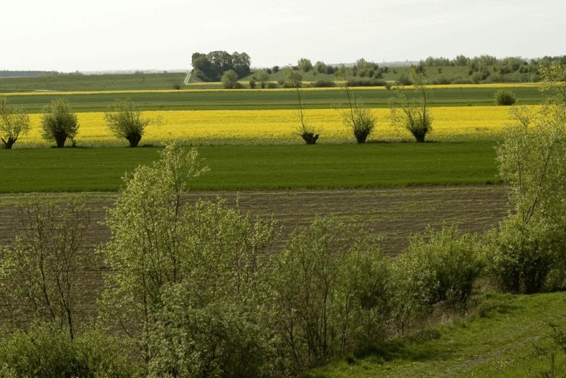 Krajobraz na Żuławach