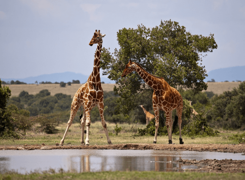 żyrafy w Kenii