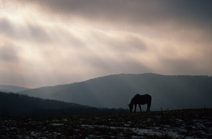 Konie huculskie i górski krajobraz - Beskid Niski