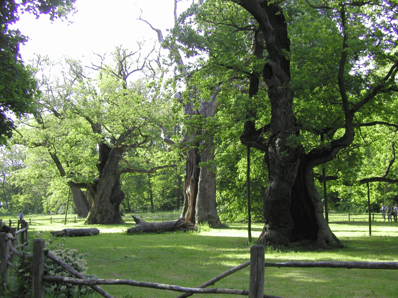 Rogaliński Park Krajobrazowy
